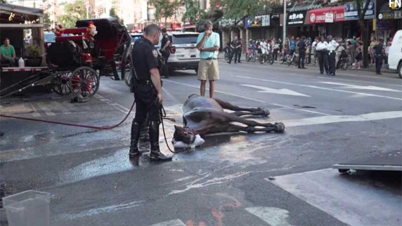 A morte do cavalo que puxava uma carruagem em Nova York. A polêmica sobre o abuso de animais acende novamente