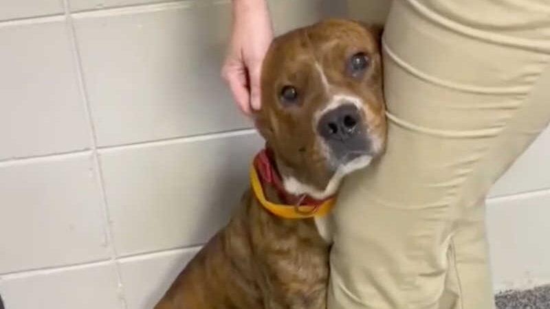 Cão de abrigo é visto a abraçar perna de voluntária após ser abandonado pelo tutor