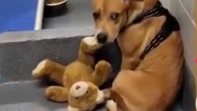 Cachorro assustado se agarra a ursinho para se confortar depois de ser abandonado