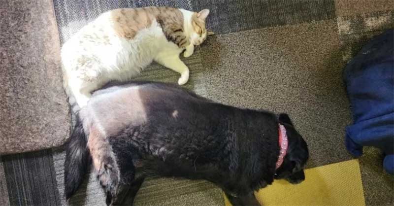 Labrador de 15 anos é abandonada em abrigo para gatos e acaba “adotada” pelos felinos