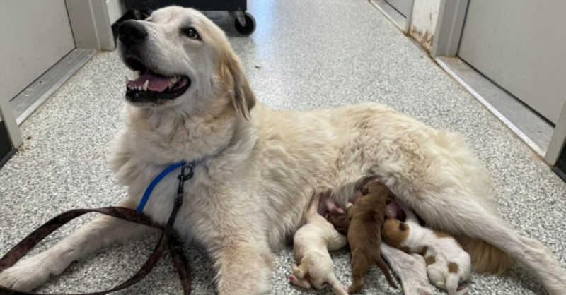 Cadela resgatada da rua torna-se mãe adotiva de crias encontradas à beira da morte