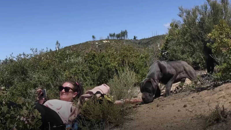 Cães resgatados de montanha vencem trauma e se tornam exemplos de resiliência
