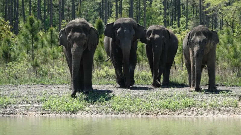 Os elefantes podem ser os primeiros animais não humanos a se chamarem pelo nome