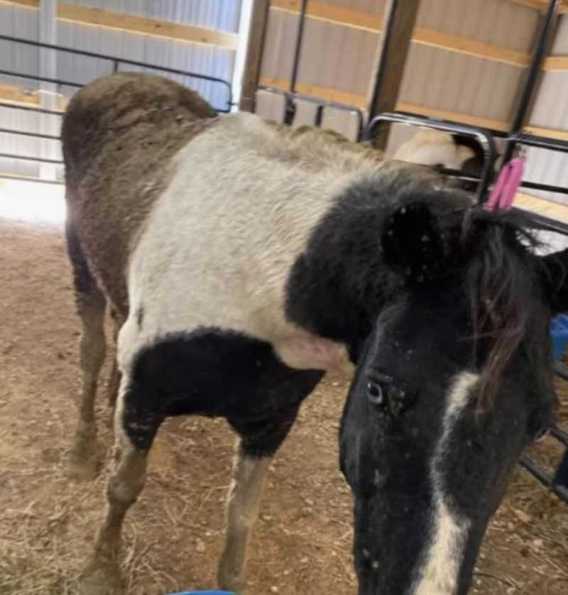 Animal é encontrado se afogando em buraco de lama e se torna desafio para socorristas (Reprodução/Facebook)
