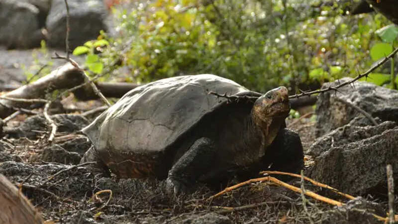 Tartarugas de Galápagos estão comendo vidro, metal, papel e tecido, mostra pesquisa