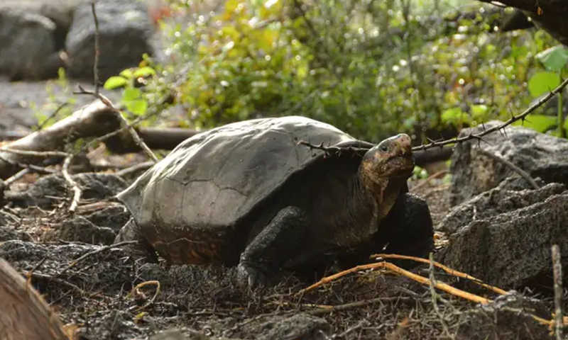 Tartarugas de Galápagos estão comendo vidro, metal, papel e tecido, mostra pesquisa