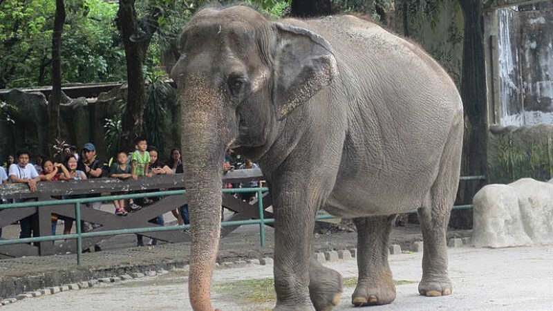 Morreu o elefante mais triste do Mundo. Mali passou mais de 40 anos em cativeiro