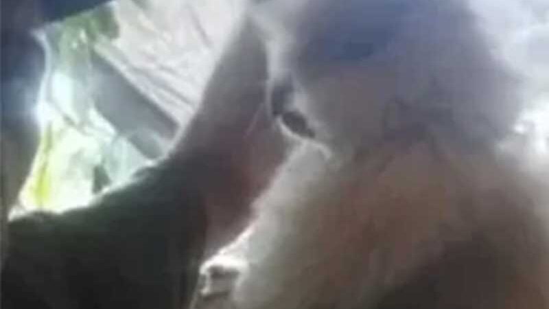 Homem é preso após massacrar animais para forçar mulher a responder mensagens