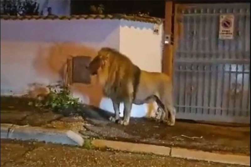 Leão foge de circo e passeia pelas ruas de cidade na Itália; VÍDEO