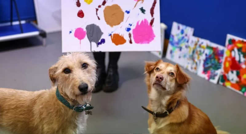 Cães artistas ajudam a arrecadar dinheiro para ONG de animais abandonados na Inglaterra