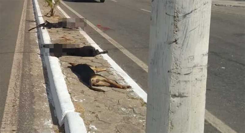 Motorista de caminhão-tanque atropela e mata três cães em avenida de São Luís, MA