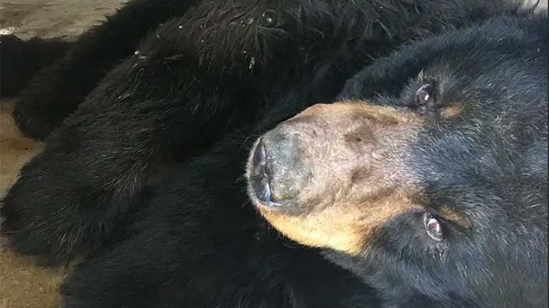 Urso de El Chapo morre após ficar confinado em zoológico particular do traficante