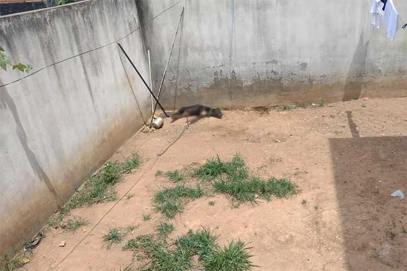 Cadela morre após passar duas horas exposta ao sol em Betim, MG