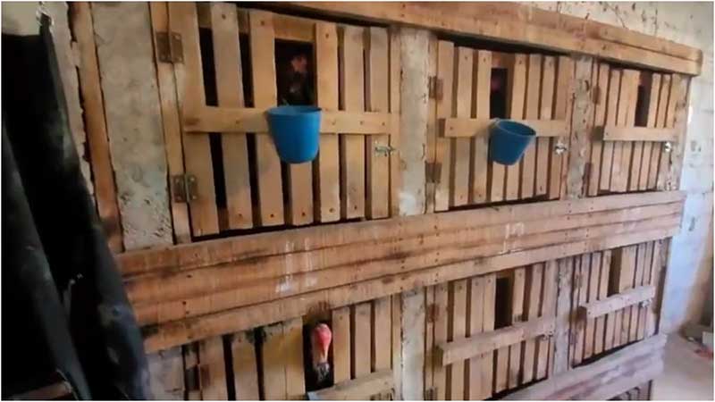 Homem é preso ao promover ‘rinha de galo’ em Diamantina, MG; 32 animais foram resgatados