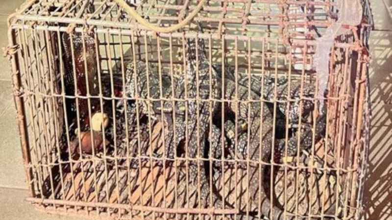 Homem é condenado por manter animais silvestres em cativeiro sem autorização, em Coronel Fabriciano, MG