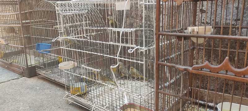 Mais de 100 pássaros mantidos em cativeiro são resgatados durante cumprimento de mandado de busca, em Montes Claros