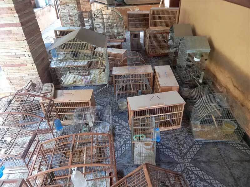 Polícia resgata 80 pássaros silvestres dentro de casa em Montes Claros e homem é multado em mais de 135 mil suspeito de crime ambiental