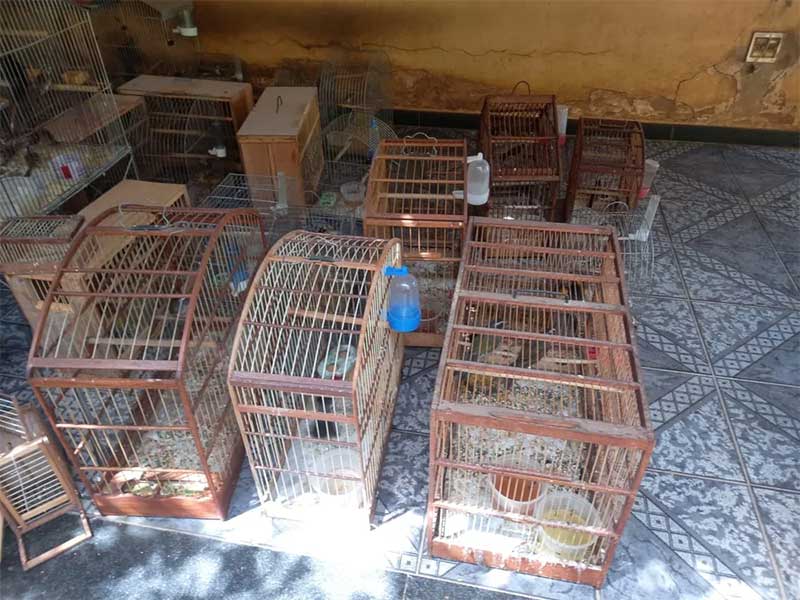 Animais foram resgatados em gaiolas — Foto: Polícia Militar Ambiental
