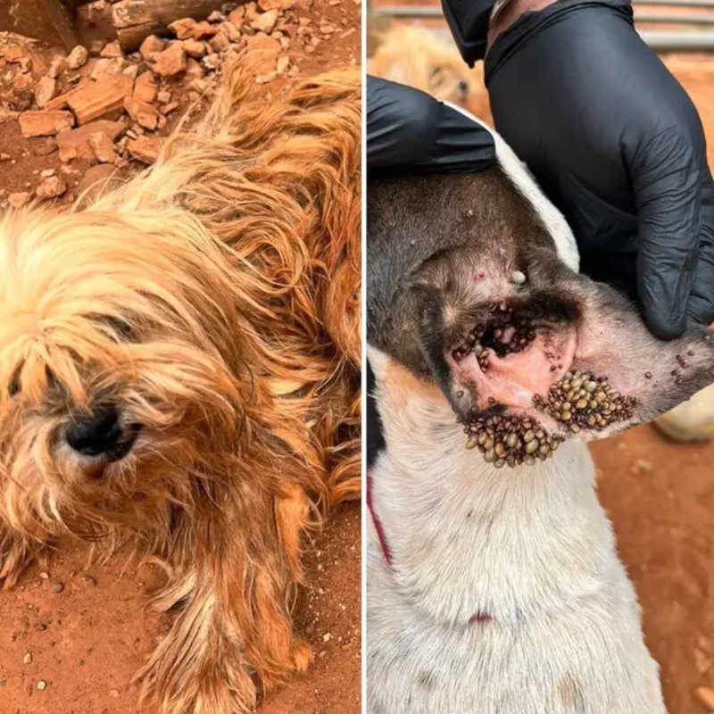 Cães “entupidos” de carrapatos são resgatados e tutora é presa em Campo Grande, MS