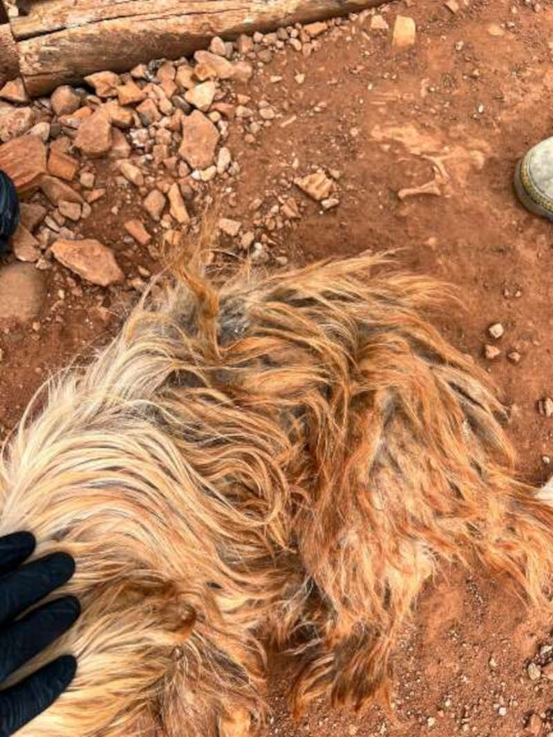 Animais estavam lotados de carrapatos, com ferimentos na pele e sem comida e água (Foto: Divulgação | PCMS)