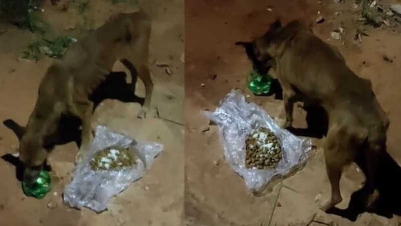 Morador se depara com magreza e sofrimento e alimenta animal abandonado no Aero Rancho, em Campo Grande, MS; vídeo