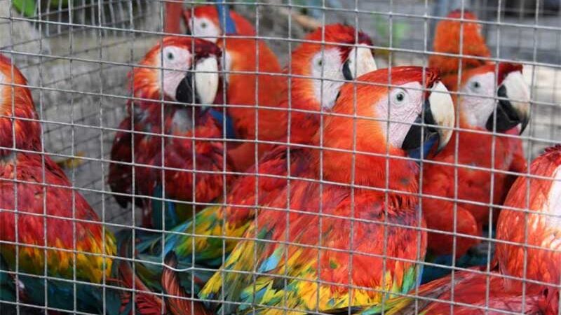Projeto de lei torna mais rigorosa pena para tráfico de animais silvestres