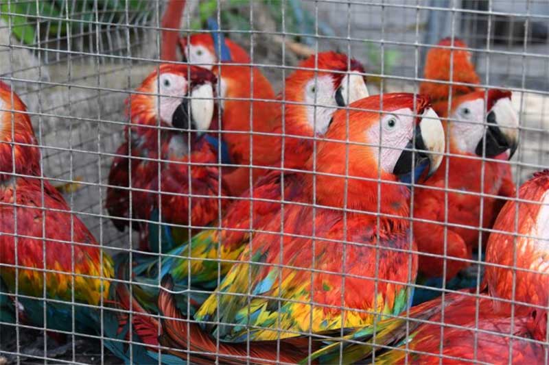 Projeto de lei torna mais rigorosa pena para tráfico de animais silvestres