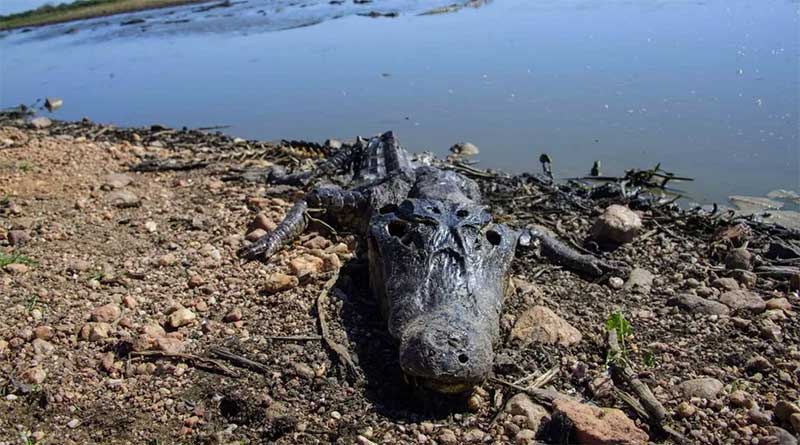 Incêndios no Pantanal fecham rodovia, obrigam evacuação de pousadas e matam fauna: ‘difícil encontrar animais vivos’, diz veterinário