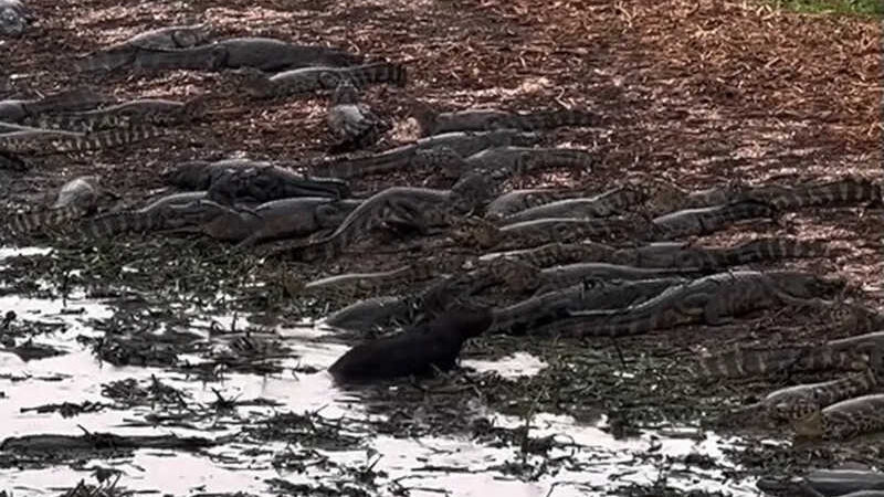 Vídeo registra capivara caminhando entre dezenas de jacarés no Pantanal de MT