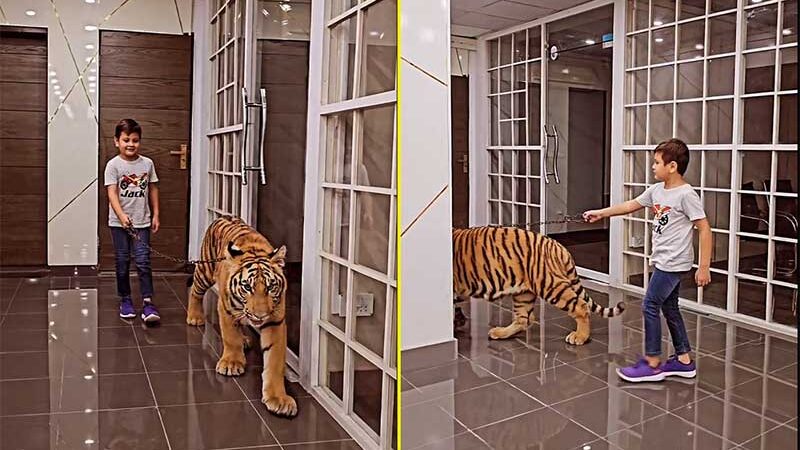 Vídeo de garoto “passeando” com tigre causa polêmica e deixa internautas revoltados; VEJA