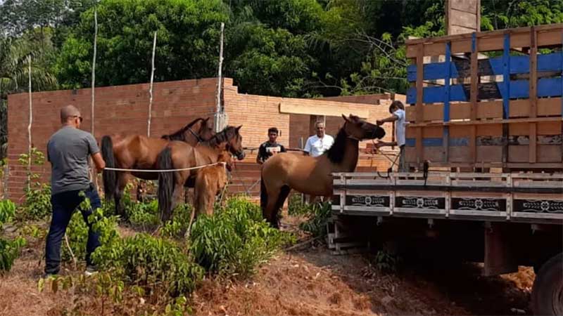 Após morte por esfaqueamento, Semma recolhe sete cavalos das ruas em Santarém, PA