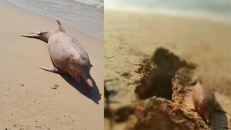 Boto é encontrado morto e moradores o enterram em praia de Outeiro, distrito de Belém. — Foto: Reprodução/Redes Sociais