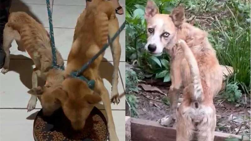 Três cachorros são resgatados e tutor preso por maus-tratos em Itaituba, PA