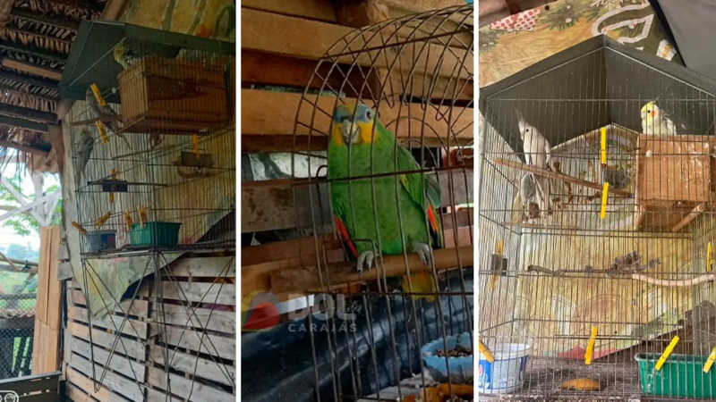 Semma apreende 27 pássaros que sofriam maus-tratos em Marabá, PA