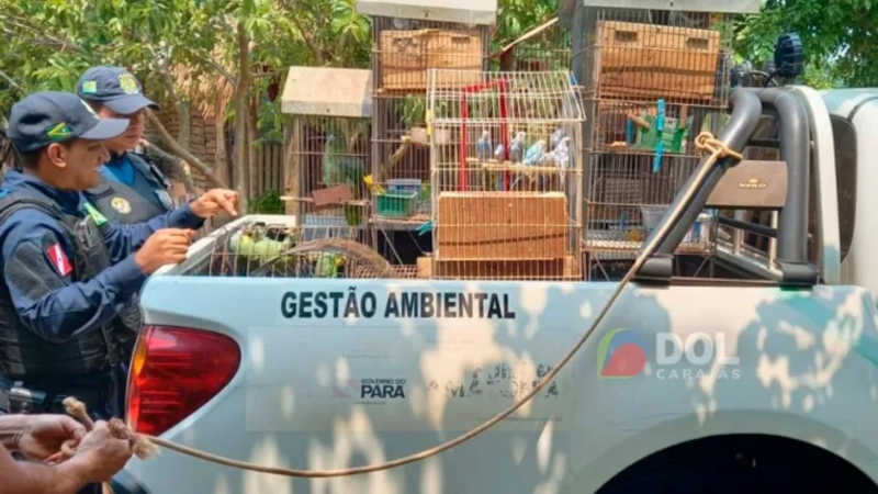 A apreensão dos pássaros foi realizada com o apoio da Guarda Municipal. Foto: Divulgação
