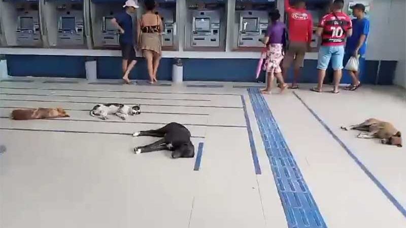 Cachorros ‘invadem’ banco para aproveitar ar-condicionado e fugir do calor no Marajó; VÍDEO