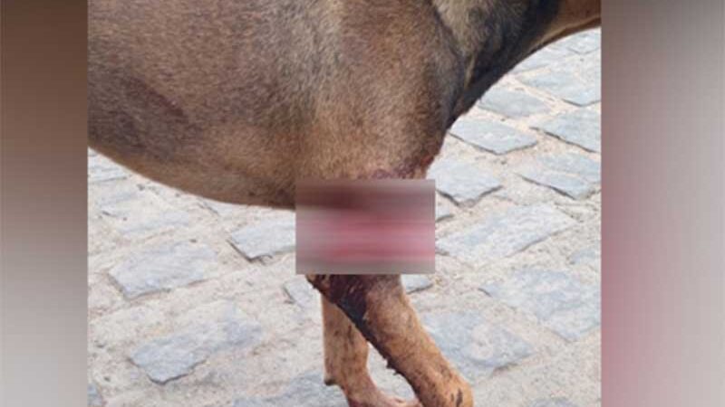 Homem é preso após agredir cadela com roçadeira, na PB; animal teve pata amputada