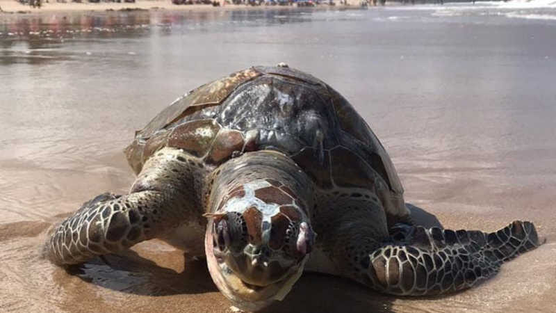 Tartaruga-marinha é encontrada morta nesta quinta-feira (2) no litoral de João Pessoa