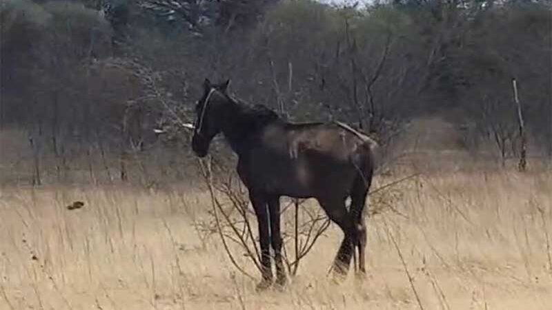 Maus-tratos: popular flagra cavalo amarrado e sem comida e água em meio ao sol escaldante, em Patos, PB; vídeo