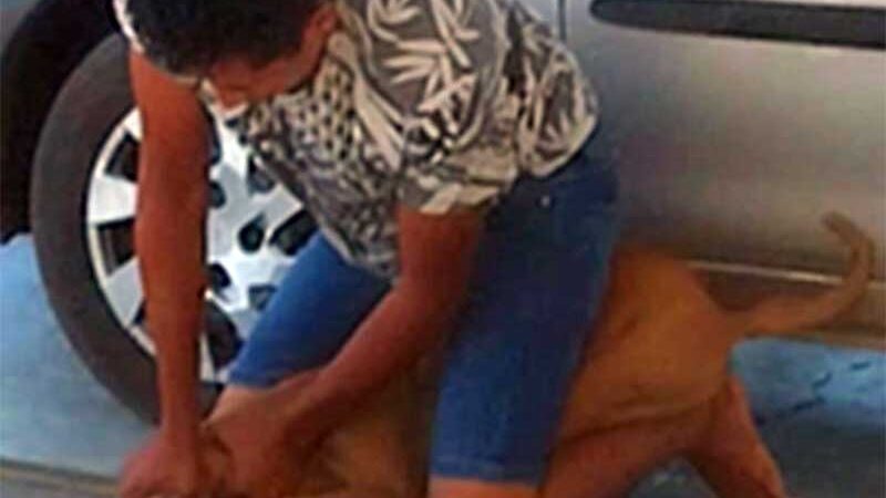 VÍDEO: “É revoltante!”, diz presidente de ONG após homem tentar matar cachorra por estrangulamento, em Sousa, PB