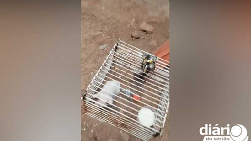 Homem é preso em Sousa (PB) suspeito de criar filhote de gato preso em gaiola de ferro