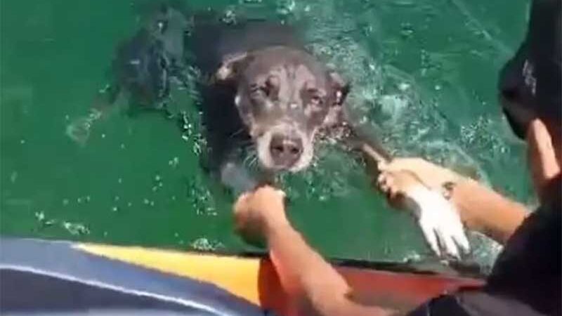 VÍDEO: pai e filho salvam cachorra que estava se afogando no meio do rio São Francisco