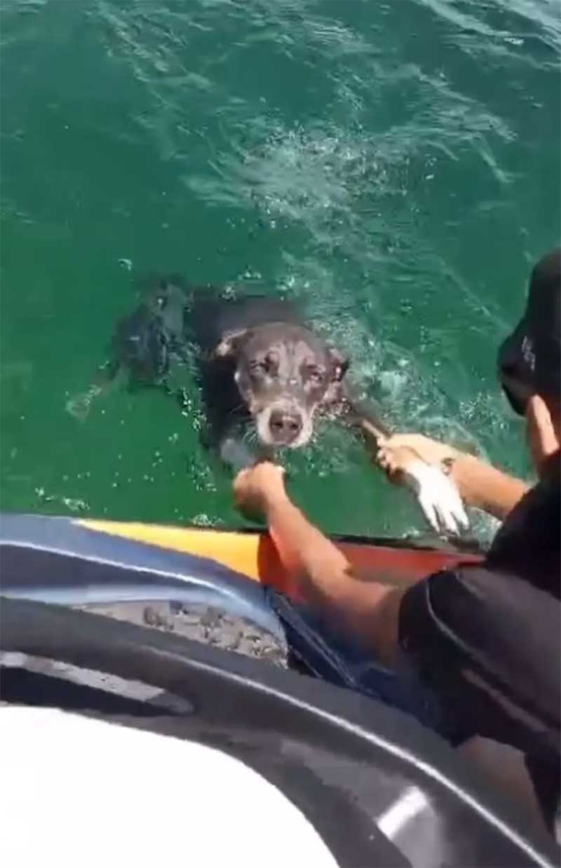 VÍDEO: pai e filho salvam cachorra que estava se afogando no meio do rio São Francisco