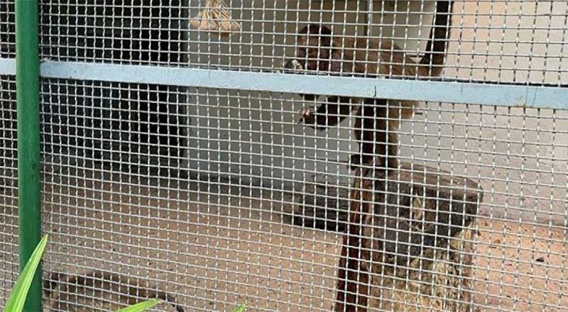 Mais animais são retirados do zoológico do Parque Treze de Maio, em Recife, PE