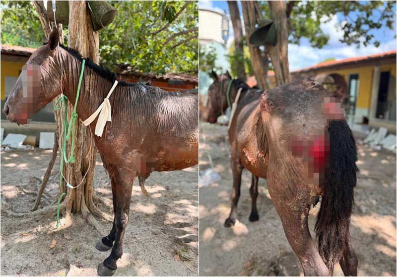 Cavalo é queimado vivo em União, PI; polícia investiga