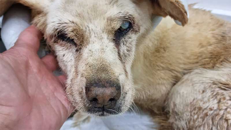 “Murro no estômago”. Morreu cadela resgatada de casa em Torres Vedras, Portugal