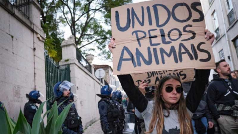 Tribunal Constitucional de Portugal prepara-se para validar lei que criminaliza maus tratos a animais