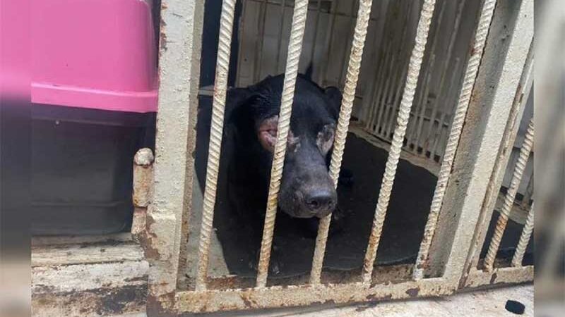 Maus-tratos: mulher vai embora e abandona cachorros em Apucarana, PR