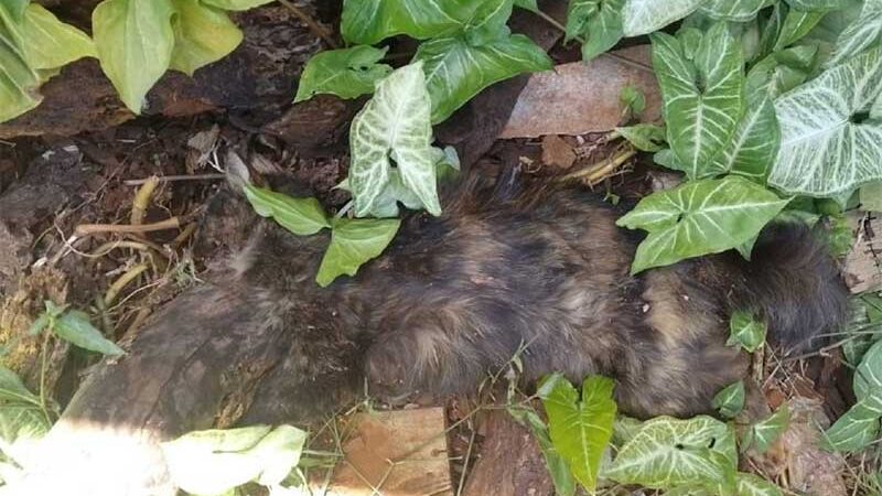 Internautas denunciam mais um caso de envenenamento de gato em Cascavel, PR