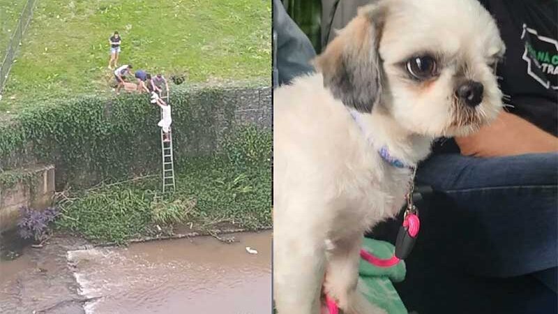 Moradores resgatam cachorros jogados em rio de Curitiba